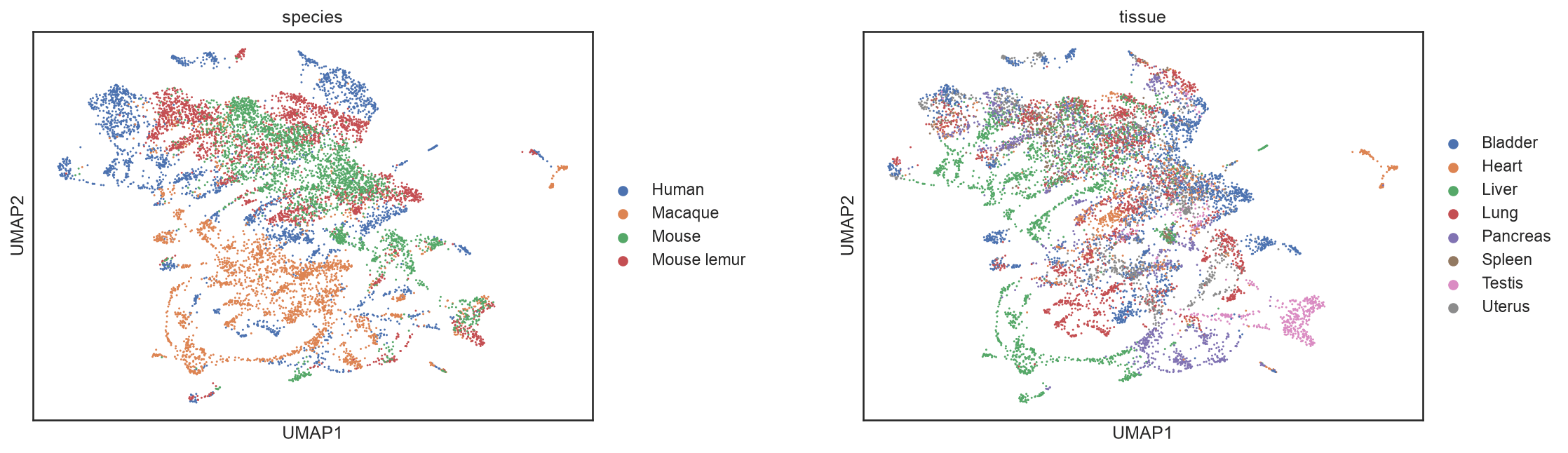 scGPT co-embedding of the four-species atlas, coloured by species and by tissue