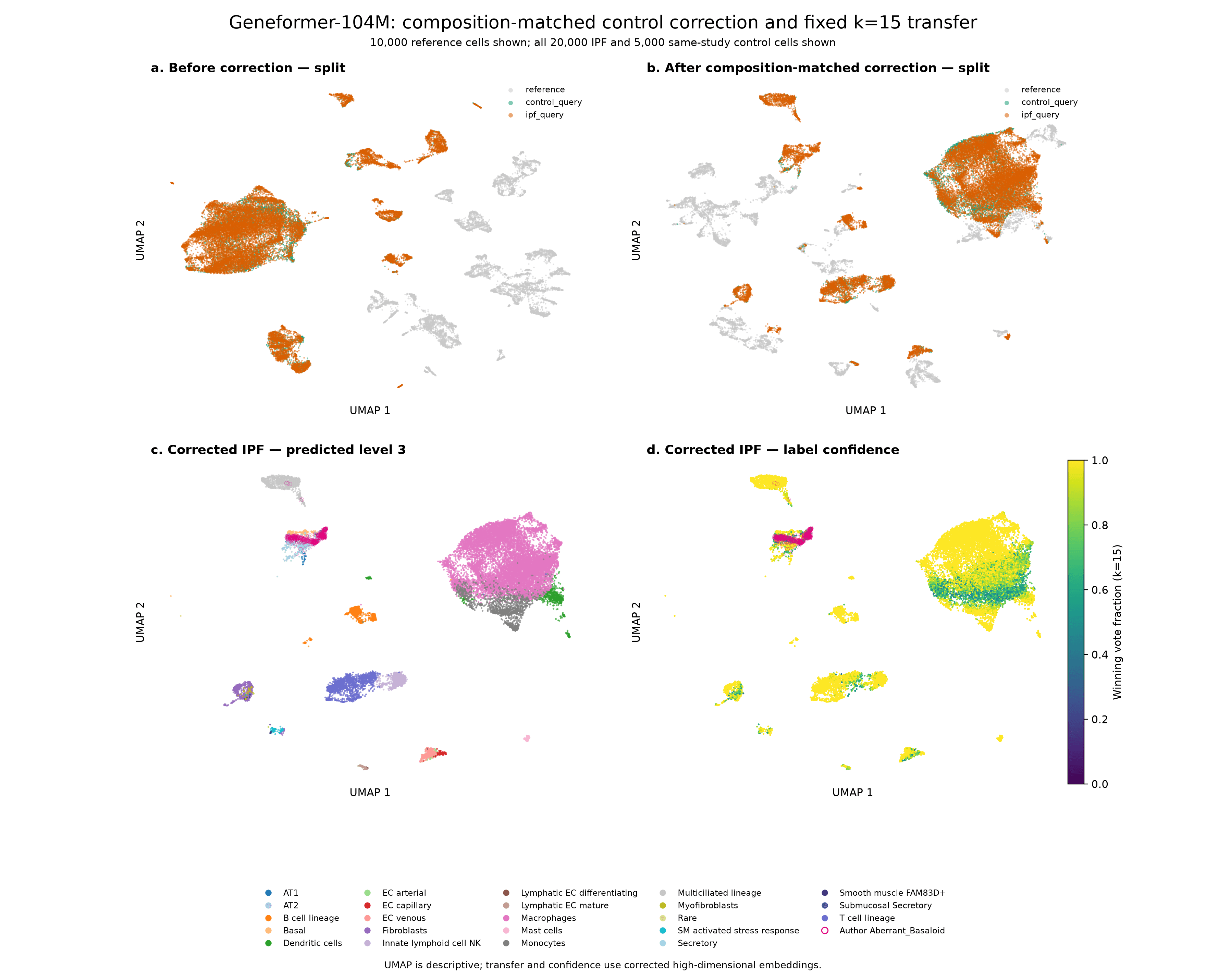 Geneformer-104M UMAPs before and after the batch correction, coloured by dataset, with transferred labels and confidence for the corrected IPF cells