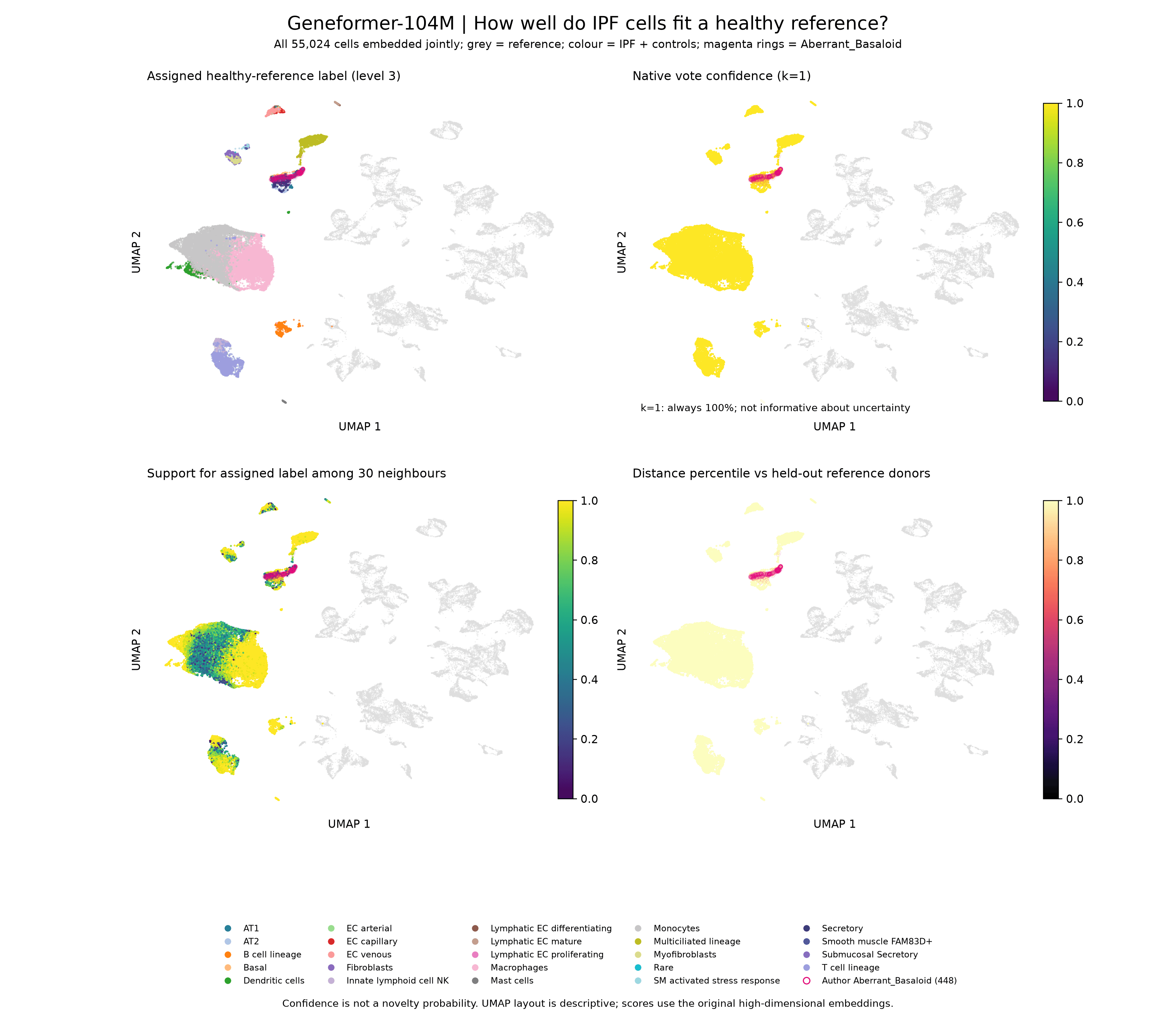 Geneformer-104M UMAP of reference and query cells: predicted labels, confidence and distance to the reference