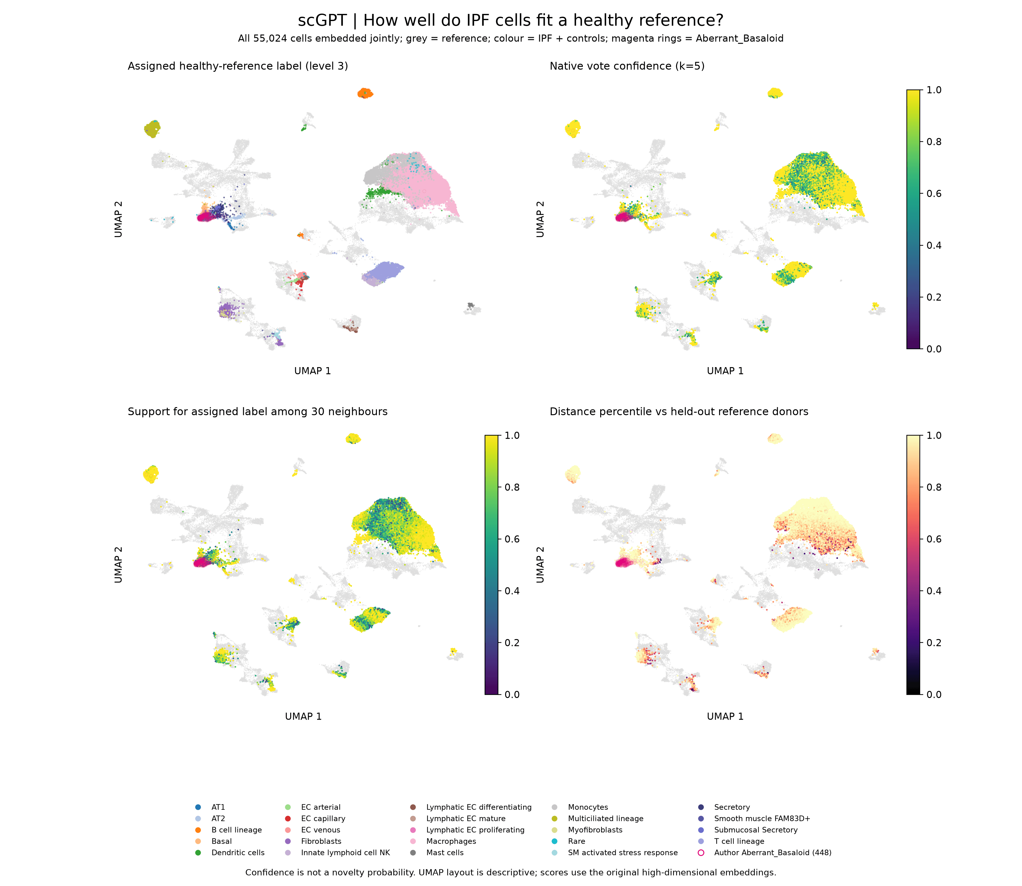 scGPT UMAP of reference and query cells: predicted labels, confidence and distance to the reference